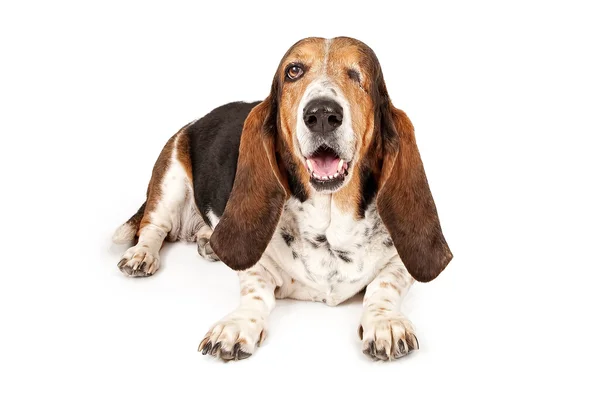 Basset hond ontbreekt één oog — Stockfoto