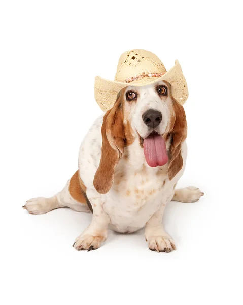 Basset Hound Dog Cowgirl — Stok fotoğraf