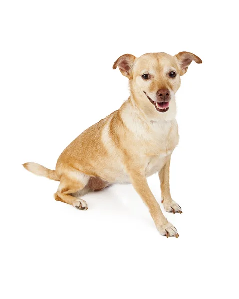 Glücklicher Chihuahua-Mischlingshund — Stockfoto