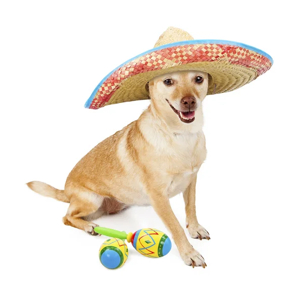 Szczęśliwy, meksykańskich Chihuahua krzyż psa — Zdjęcie stockowe