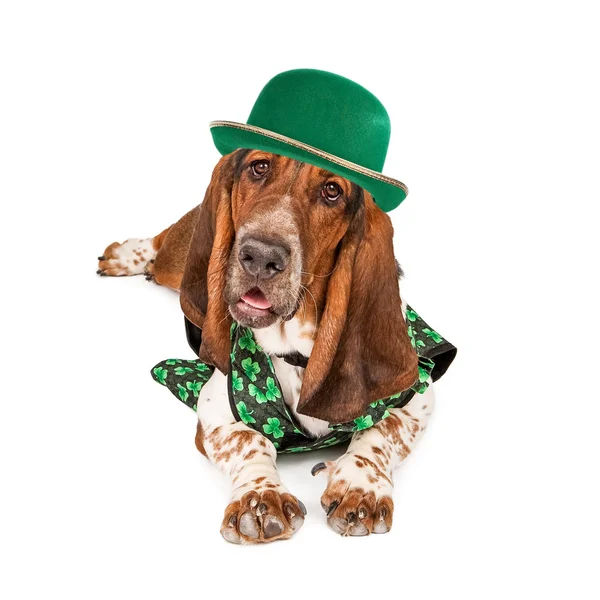 Irish St Patricks Dog — Stock Photo, Image