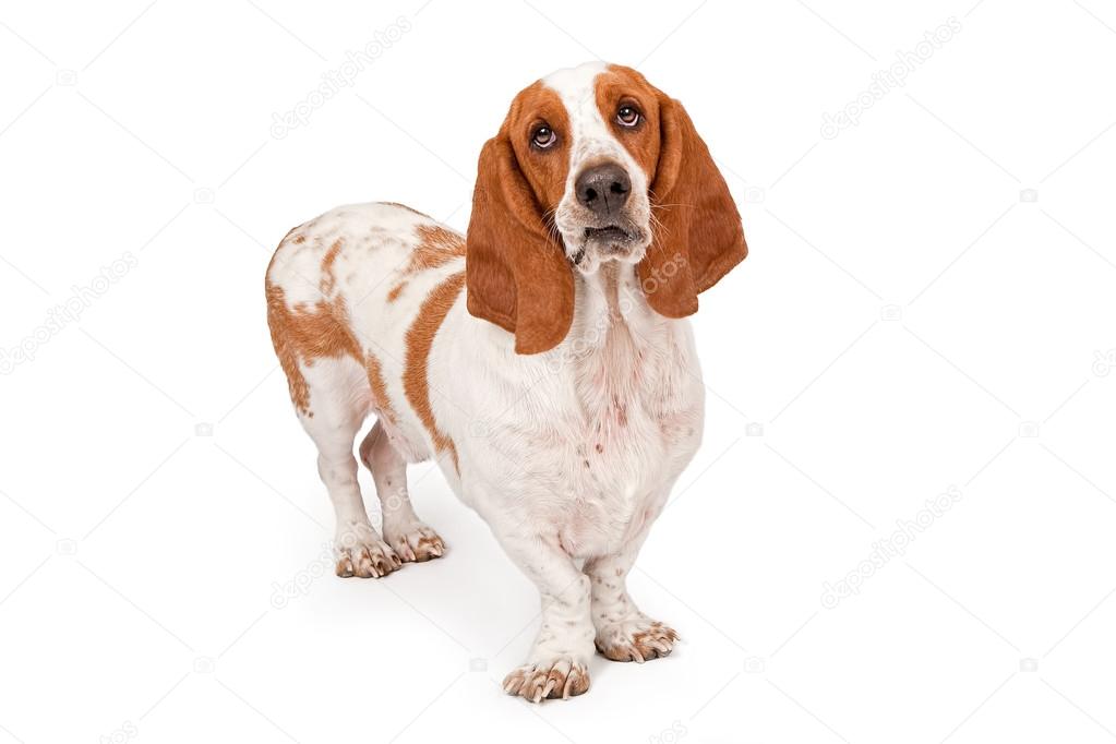 Funny Basset Hound Dog