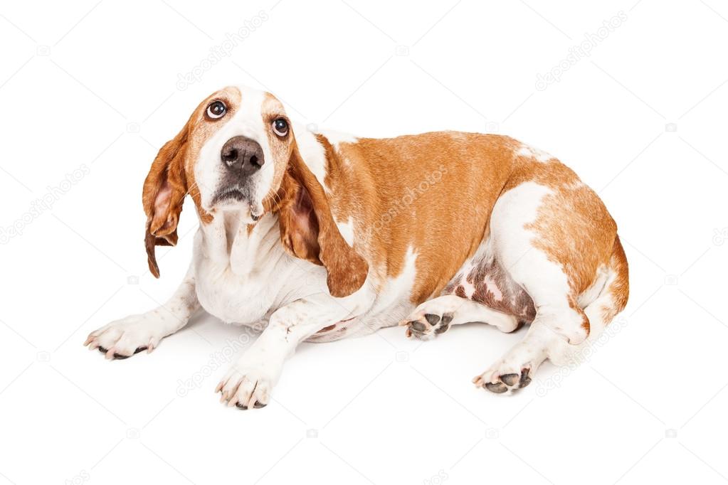Gulity Basset Hound Dog
