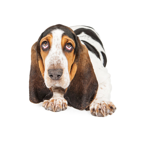 Adorable Basset Hound Puppy