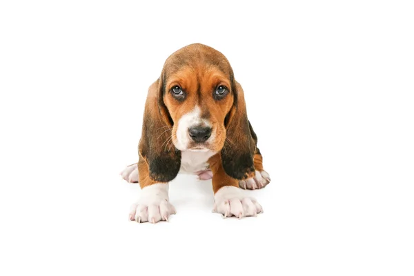 かわいいバセット子犬犬 — ストック写真