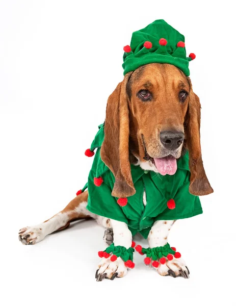 Basset hound elfo perro — Foto de Stock