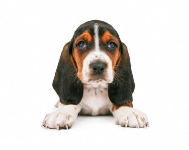 Dört gözle şirin Basset tazı köpek yavrusu