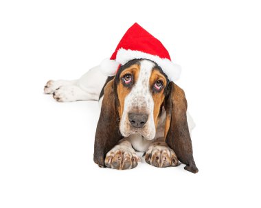 Şirin Basset Hound Santa Dog