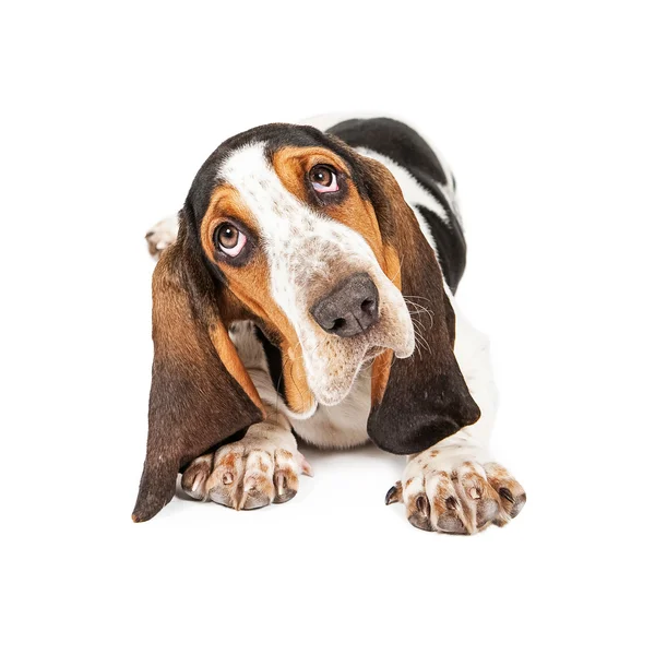 Bonito basset filhote de cachorro inclinação ouvido — Fotografia de Stock