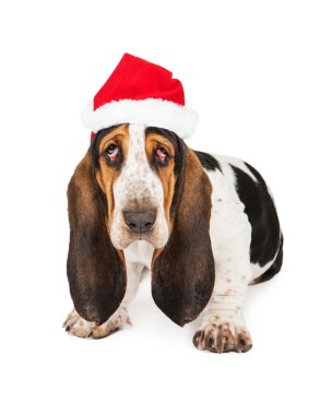 Yorgun Noel Noel Baba köpek