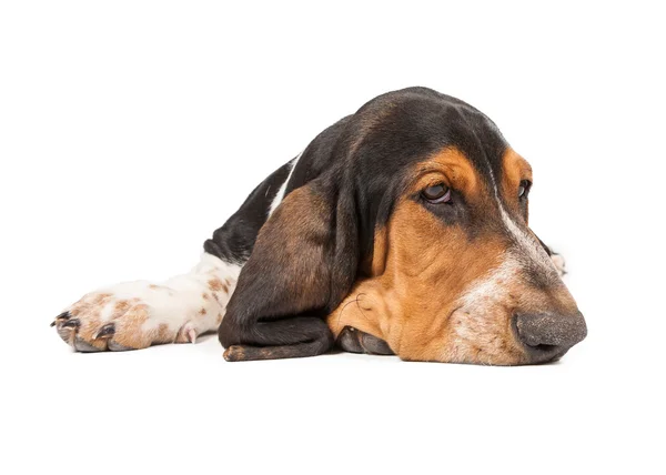 Cachorro basset hound cansado — Fotografia de Stock