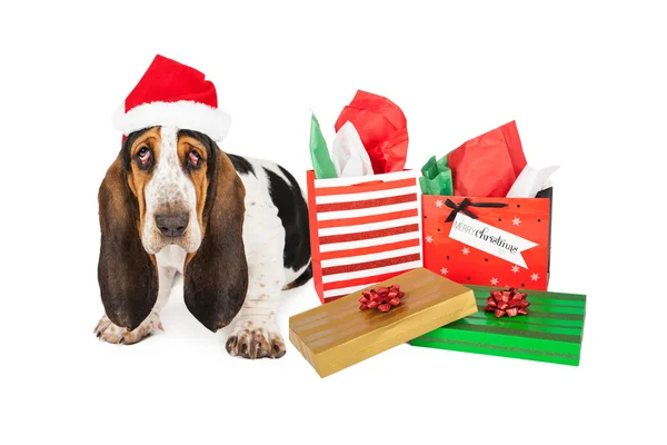 Tired Basset Santa With Gifts — Stock Photo, Image