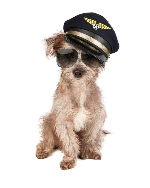 Piloto de avião cão — Fotografia de Stock