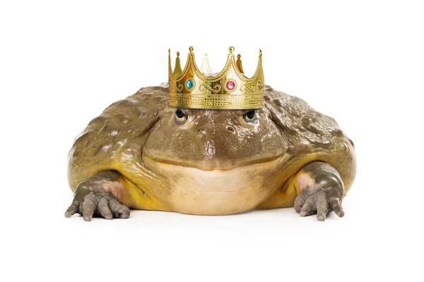 Large toad wearing prince crown — Stock Photo, Image