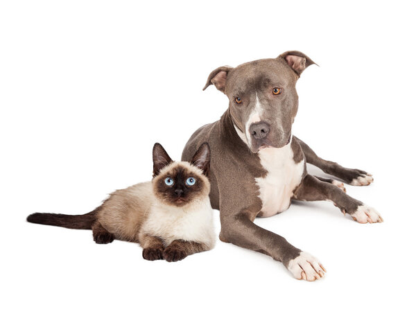 Pit Bull and Siamese Cat