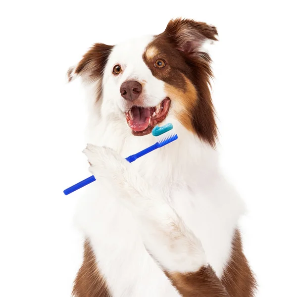 Sheltie Brosse pour chien dents — Photo