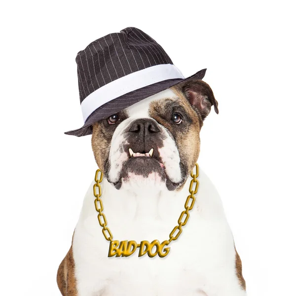 Bad Dog Bulldog — Fotografie, imagine de stoc