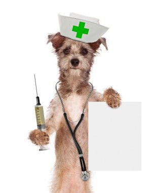 Köpek hemşire şırınga ile