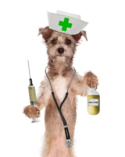 Dog Nurse with Vaccine Bottle — Stock Photo, Image