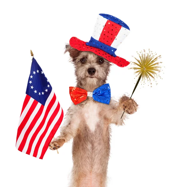 Fourth of July Celebration Dog — Stock Photo, Image