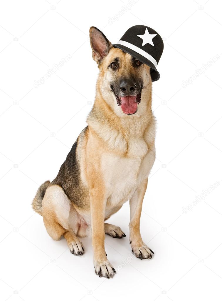Polizia cane pastore tedesco — Foto stock di © adogslifephoto