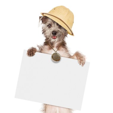 Köpek Tur Rehberi