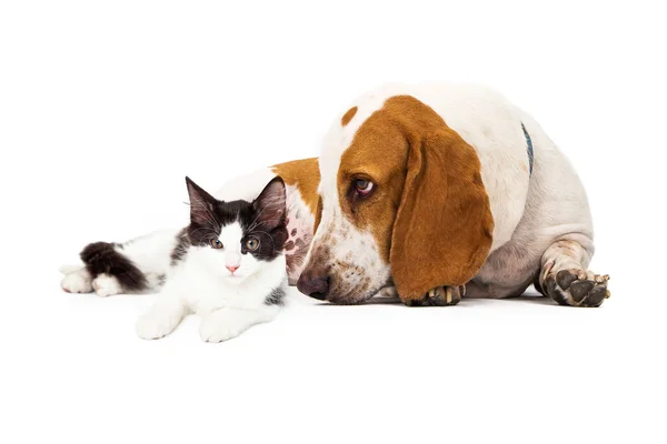 Basset Hound Dog en Kitten — Stockfoto