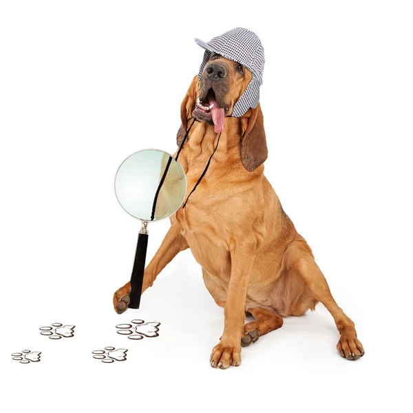 Detective Bloodhound Dog. — Fotografia de Stock