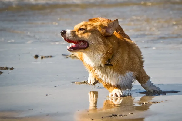 Corgi pies gra na plaży — Zdjęcie stockowe