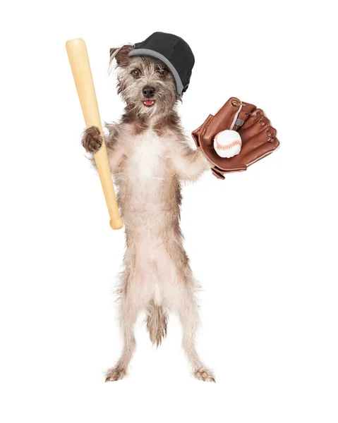 Giocatore di baseball cane — Foto Stock