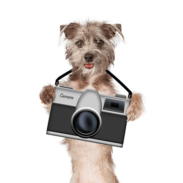 Fotografo cane con macchina fotografica — Foto Stock