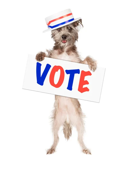 Cão político com sinal de voto — Fotografia de Stock