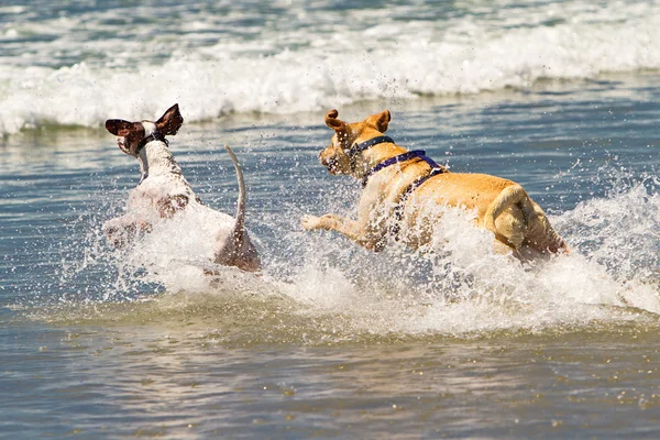 Two Dogs Running Into Ocean — Stock Photo, Image