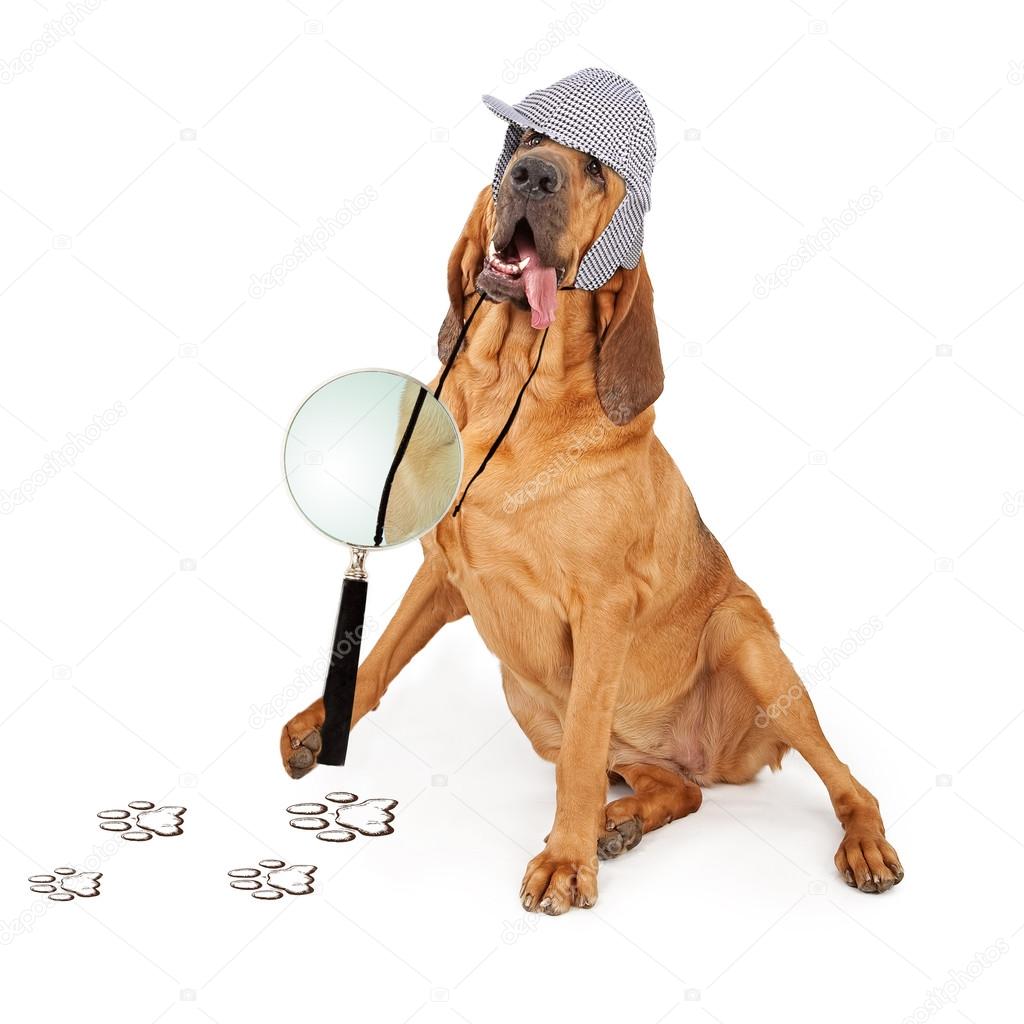 Detective Bloodhound Dog
