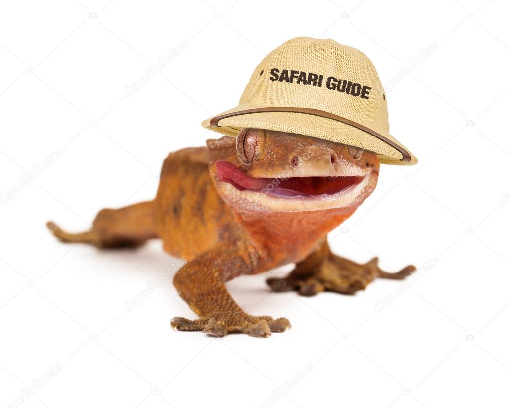 Crested Gecko Safari Guide