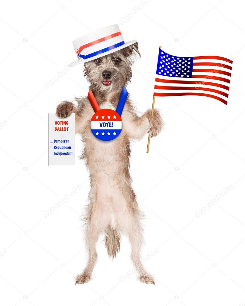 Dog holding American flag