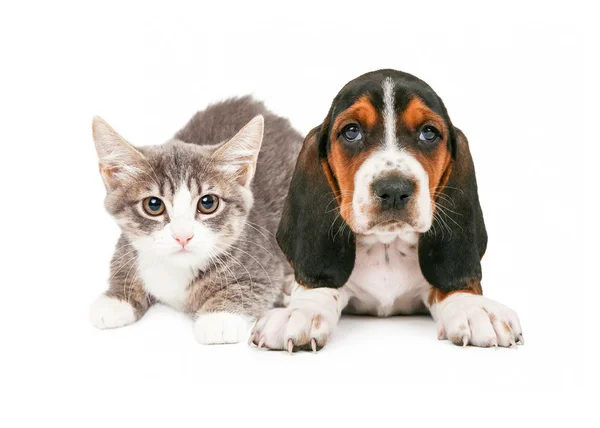 Basset Hound valp och kattunge — Stockfoto