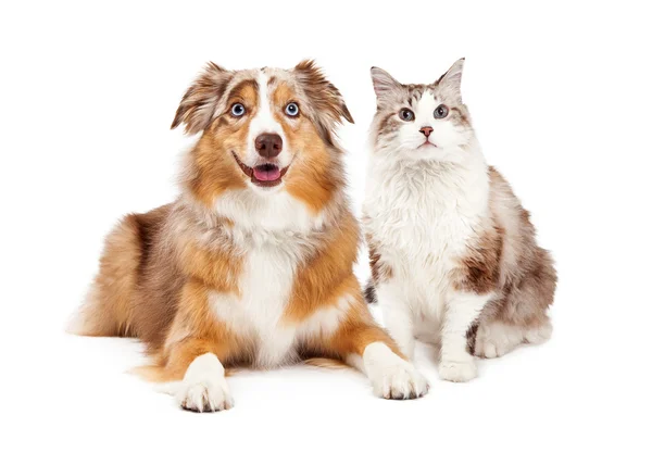 Gatto e cane felice — Foto Stock