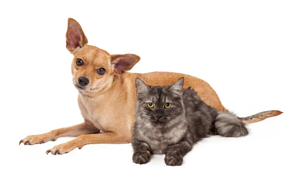 Cane Chihuahua e gatto grigio — Foto Stock