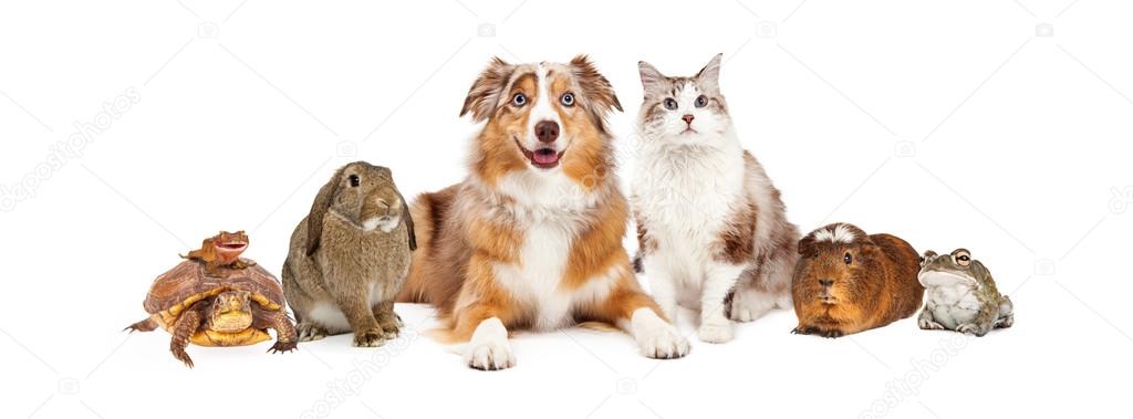 Group of domestic animals