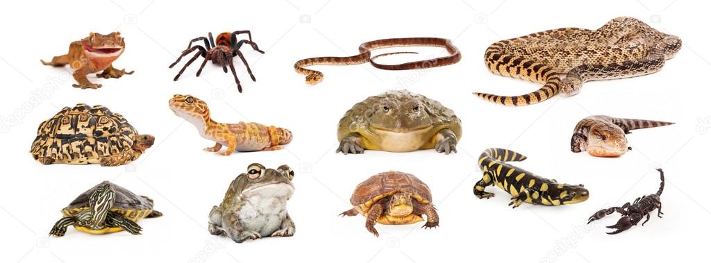 Group of Exotic Pets