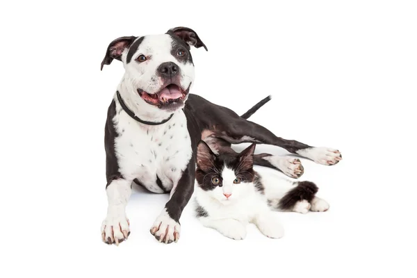 Happy Dog and Kitten Together — Stock Photo, Image