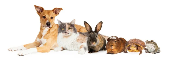 Row of Domestic Pets — Stock Photo, Image