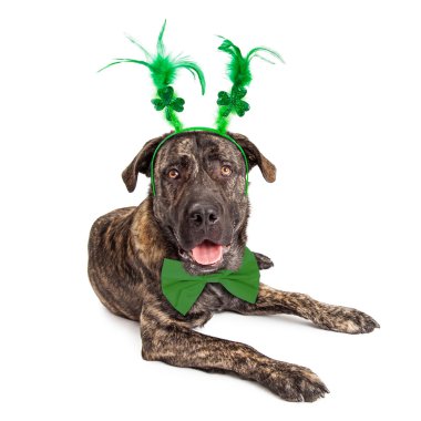 Büyük St Patricks Günü köpek