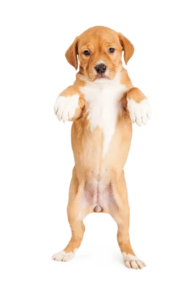 Schäferhund-Mischling im Stehen — Stockfoto
