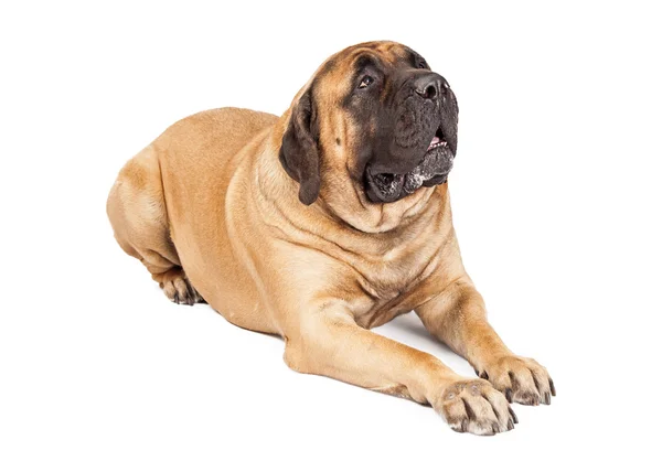 Güzel Mastiff köpek döşeme — Stok fotoğraf