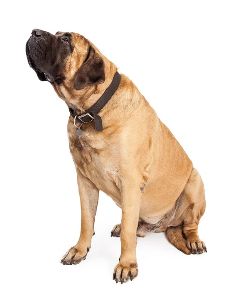 Mastiff Dog Looking To Side — Stock Photo, Image