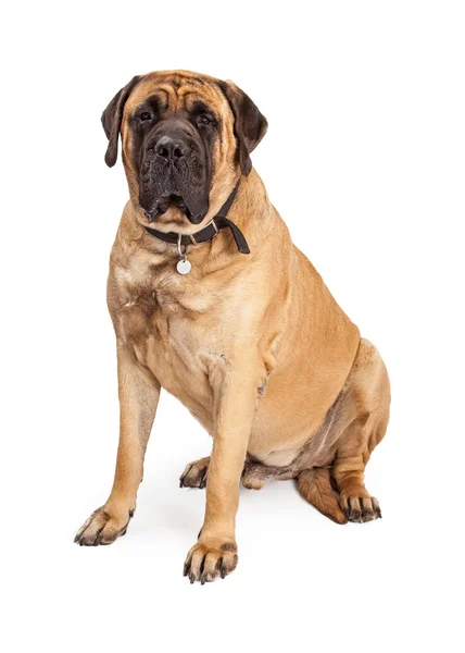 Gigante mastiff cane seduta — Foto Stock