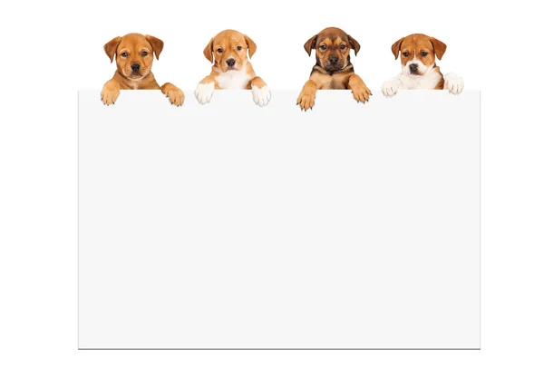 Cachorros sosteniendo cartel en blanco — Foto de Stock