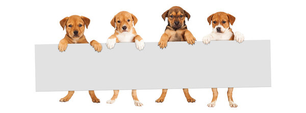 Chiots tenant un signe vierge — Photo